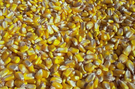 Corn kernels