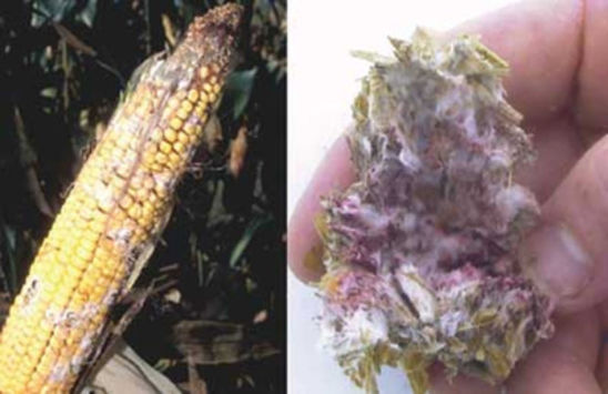 Photos: Mold spores are virtually everywhere in the environment