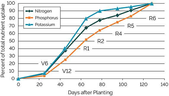Graph showing estimated uptake of nitrogen, phosphorus, and potassium from the soil at critical corn growth stages.