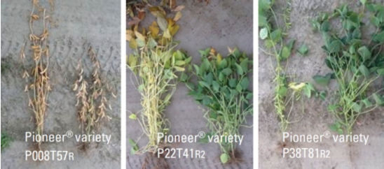 Normal and late planting date by soybean variety.