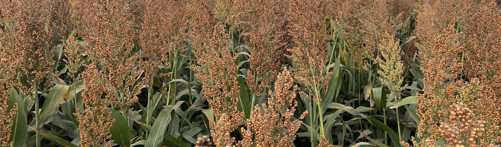 new-foto-portada-84P68