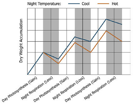 Dry weight accumulation related to night temperature.