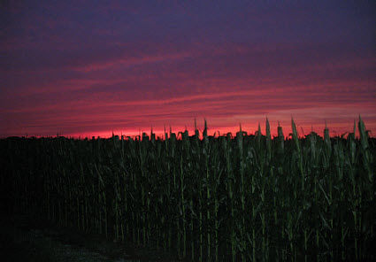 Sunset over cornfield