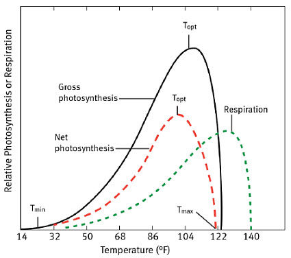 Temperature effects on rates of gross photosynthesis, respiration, and net photosynthesis.