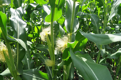 Corn field closeup.