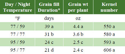 Effect of temperature on grain fill duration, grain weight per plant and kernel number.