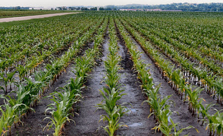 Severe nitrogen deficiency symptoms are evident in this field.