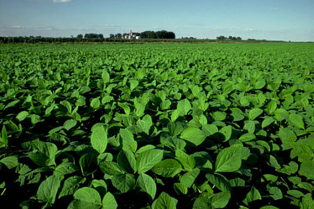 Soybean field