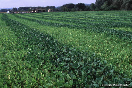 Soybean field showing dark strips that were inoculated with rhizobia bacteria and light strips that were not.