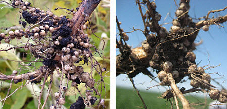 Soybean roots showing excellent nodulation