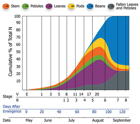 Nitrogen uptake of soybean by growth stage and date.