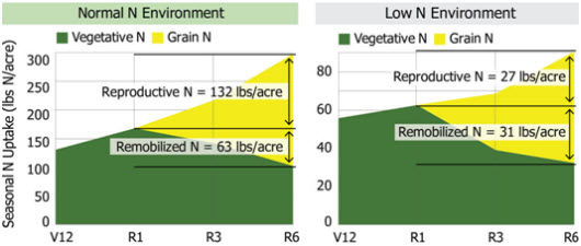 Seasonal N uptake (lbs N/acre) for hybrids grown under normal (left) and low (right) N supply near Sciota, Ill., 2011.