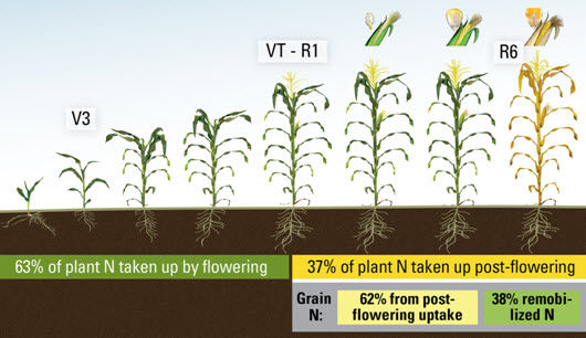 Percent of N taken up by the plant before and after flowering, and percent of N in the grain from postflowering.