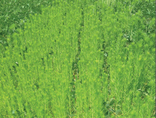 Soybean plot not treated for Canada fleabane.