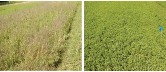 Alfalfa fields - Non-treated (left) vs. 3-5 trifoliate spray (right) prior to the first cutting of 2011.