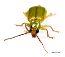 Northern corn rootworm