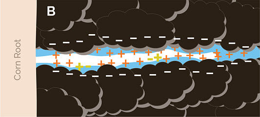 This is a chart showingNutrient mobility and uptake from soil micropores.