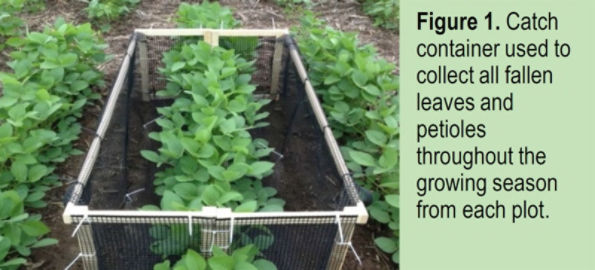 Catch container used to collect all fallen leaves and petioles throughout the growing season from each plot.