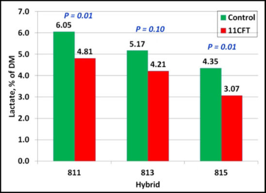 Lactate in control and 11CFT-treated hybrids
