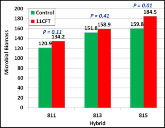 Microbial biomass (mg/g) in control and 11CFT-treated hybrids