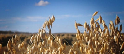 Field of Oats under Blue Sky