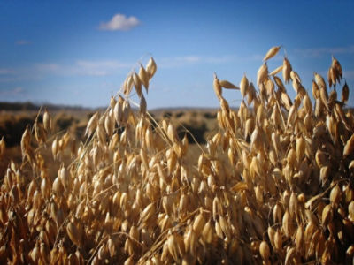 Oats in a Field under Blue Sky