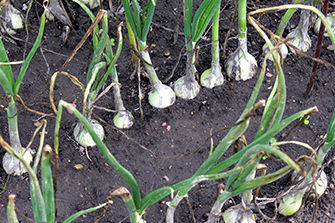onions