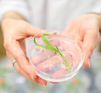 Plant-derived insulator elements for predictable gene expression