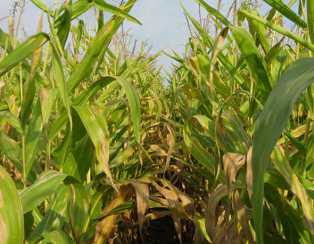 Corn field severely deficient in nitrogen due to excessive rainfall and sustained wet field conditions.