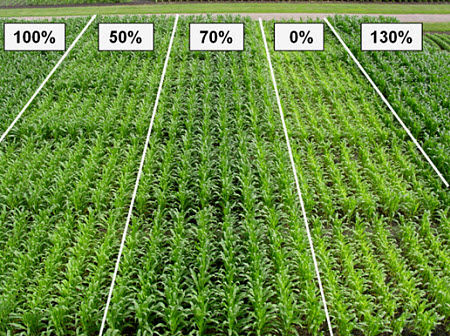 Evaluation of corn response to a range of N rates at a Pioneer research trial.