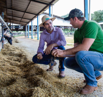 A escolha do híbrido de milho para silagem