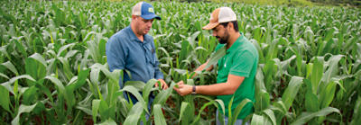 Dois homens conversando no meio de uma lavoura de milho.