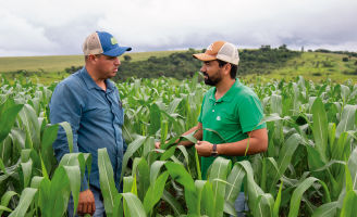 Dois homens no meio de uma lavoura de milho com a planta alta.