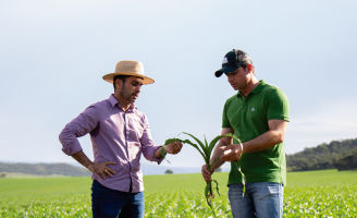 Dois homens no meio de uma lavoura de milho segurando uma planta de milho e olhando pra ela.