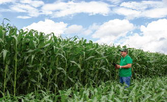 Lavoura de milho, milho alto e milho baixo, e no meio um homem olhando para a plantação.