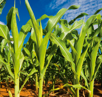 Planta de milho.