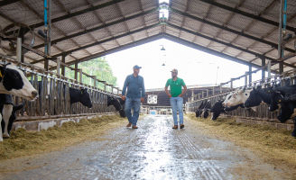 Dois homens andando por um estábulo e conversando, ao lado vacas leiteiras se alimentando.