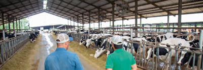 Estábulo com vacas leiteiras e dois homens de costas caminhando.