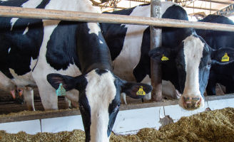 Vacas leiteiras comendo silagem.