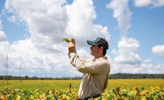 Homem olhando para uma planta de soja no meio da lavoura.