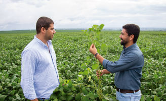 Dois homens no meio de uma lavoura de soja olhando pra planta que ainda está verde.