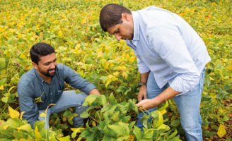 Dois homens agachados no meio da lavoura de soja analisando as plantas.