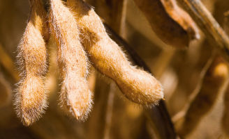 Planta de soja já na época de colher.