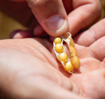 Planta de soja com ela aberta aparecendo as sementes dentro.