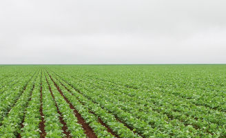 Lavoura de soja na fase inicial.