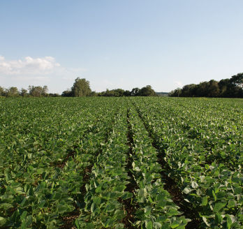 Lavoura de soja ainda verde.