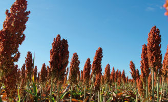 Sorgo Granífero