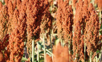 Manejo de plantas daninhas