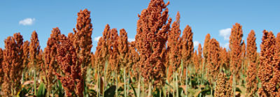 page-conteudo-sorgo-cta-mobile