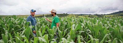 Dois homens converdando no meio da lavoura de milho com a planta grande.